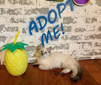 Sandy -  Siamese Cat for Adoption in San Tan Valley, Arizona - Sandy | PetCurious