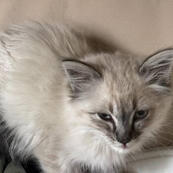 King Julian (Jules) -  Domestic Long Hair Cat for Adoption in Grantsville, Utah - King Julian (Jules) | PetCurious