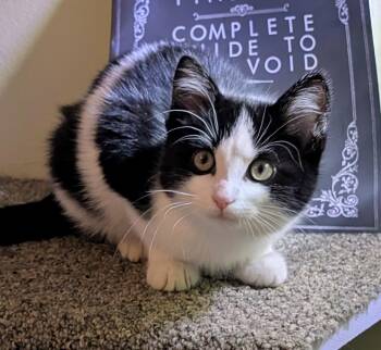 Rescue Domestic Short Hair Cats for Adoption in Madison, Wisconsin - Jub-Jub Toots | PetCurious