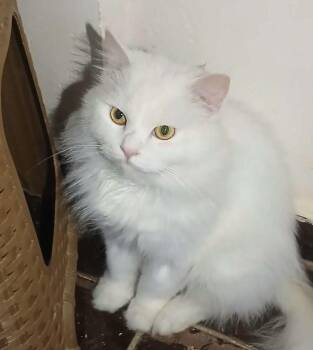 Turkish Angora Cats Available for Adoption in Brampton, Ontario - Attila- Super Gentle And Affectionate | PetCurious