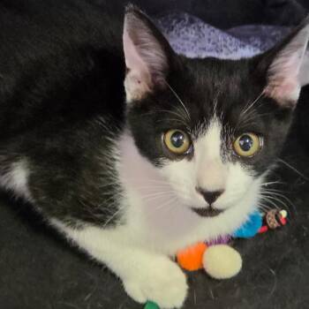 HSIM-Stray-81365_2 -  Domestic Short Hair Cat for Adoption in Redwood Valley, California - HSIM-Stray-81365_2 | PetCurious