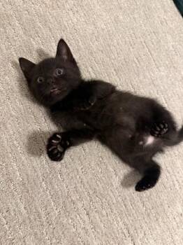 Domestic Medium Hair Cats Available for Adoption in Calgary, Alberta - Gumbo | PetCurious