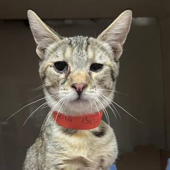 Fugees -  Domestic Short Hair Cat for Adoption in Yuma, Arizona - Fugees | PetCurious
