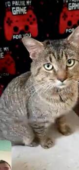 Domestic Short Hair Cats Available for Adoption in Parma Heights, Ohio - Twin | PetCurious