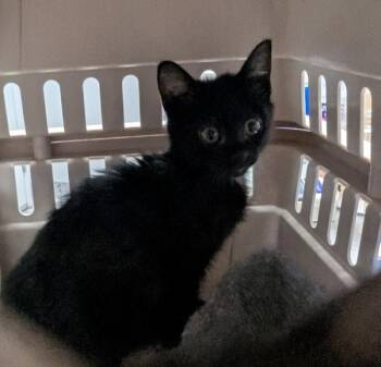 Abbie -  Domestic Short Hair Cat for Adoption in Des Moines, Iowa - Abbie | PetCurious