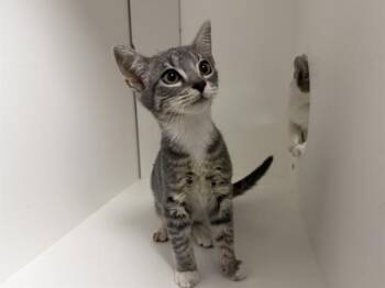ELLIE -  Domestic Short Hair Cat for Adoption in Ontario, California - ELLIE | PetCurious
