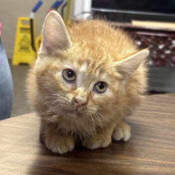 Gibbus -  Domestic Long Hair Cat for Adoption in Clanton, Alabama - Gibbus | PetCurious