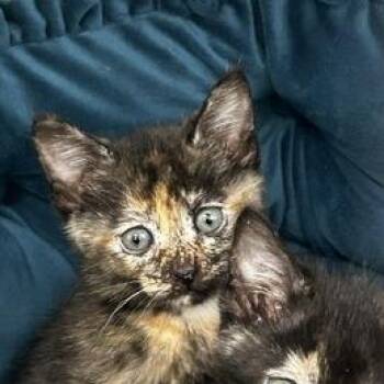 Eclair -  American Wirehair Cat for Adoption in Poplar Bluff, Missouri - Eclair | PetCurious
