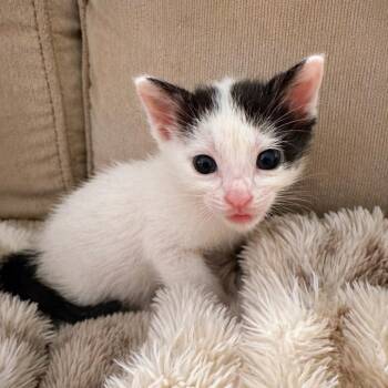 Domestic Short Hair Cats Available for Adoption in Missouri City, Texas - Dash | PetCurious