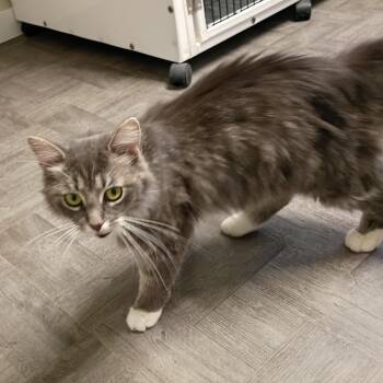 Kennedy -  Tabby and Persian Cat Available for Adoption in Rogersville, Tennessee - Kennedy | PetCurious