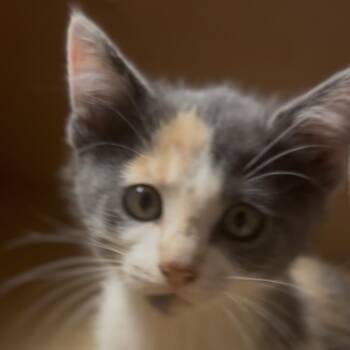 Fauna -  Domestic Short Hair Cat for Adoption in Midland, Texas - Fauna | PetCurious