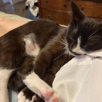 Angelina Jolie -  Domestic Short Hair Cat for Adoption in Tustin, California - Angelina Jolie | PetCurious