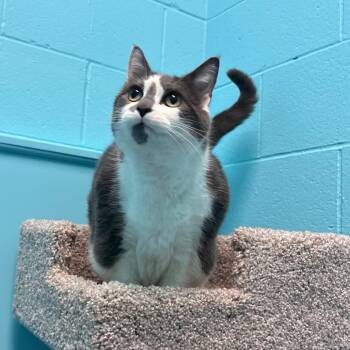 Domestic Short Hair Cats Available for Adoption in South Burlington, Vermont - ChaCha | PetCurious