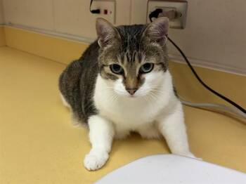 CHICA -  Domestic Short Hair Cat for Adoption in Colorado Springs, Colorado - CHICA | PetCurious
