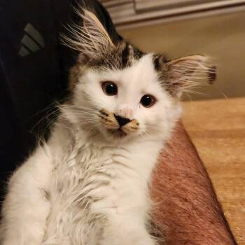 Domestic Long Hair Cats Available for Adoption in Warrington, Pennsylvania - Maddie (Blind Kitten) | PetCurious