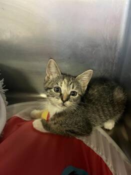 ALICE -  Domestic Short Hair Cat Available for Adoption in Brewster, Massachusetts - ALICE | PetCurious