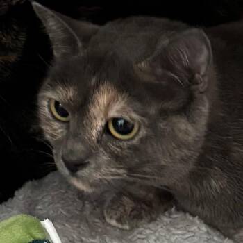 Nike -  Domestic Short Hair Cat for Adoption in Lakewood, Colorado - Nike | PetCurious