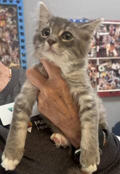 Gizmo -  Domestic Medium Hair Cat for Adoption in Dyersburg, Tennessee - Gizmo | PetCurious