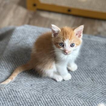 Chevelle -  Domestic Short Hair Cat for Adoption - Chevelle | PetCurious