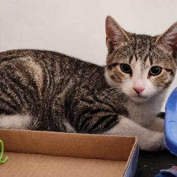 Neptune -  Domestic Short Hair Cat for Adoption in Wantagh, New York - Neptune | PetCurious