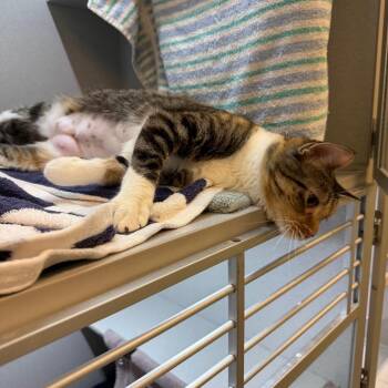 Domestic Short Hair Cats Available for Adoption in Pittsburgh, Pennsylvania - Caroline | PetCurious