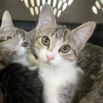 Hanson -  Domestic Short Hair Cat for Adoption in Carencro, Louisiana - Hanson | PetCurious