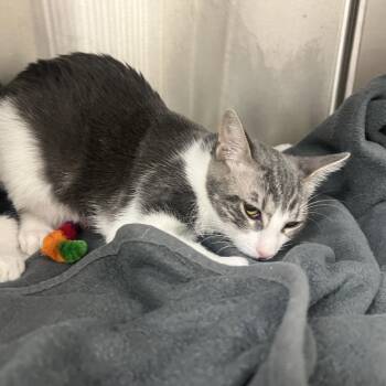 Jasmine -  Domestic Short Hair Cat for Adoption in Pasadena, California - Jasmine | PetCurious