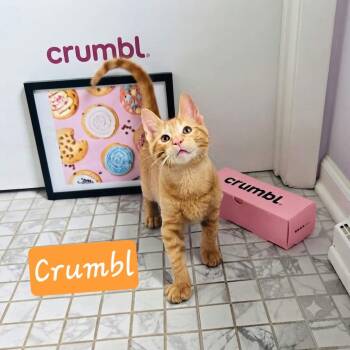 Crumbl -  Domestic Short Hair Cat for Adoption in Dekalb, Illinois - Crumbl | PetCurious