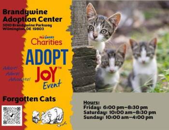 Brandywine PS Cat Adoption Event August 14-16 -  Domestic Short Hair Cat for Adoption in Greenville, Delaware - Brandywine PS Cat Adoption Event August 14-16 | PetCurious