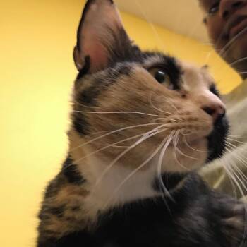 Patches -  Domestic Short Hair Cat for Adoption in Philadelphia, Pennsylvania - Patches | PetCurious