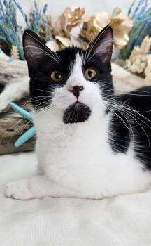 Domestic Short Hair Cats Available for Adoption - Stew - The 3 Legged King | PetCurious