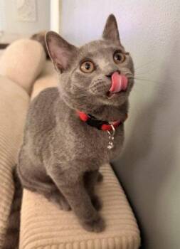 Silk Willow Grove Area FCID# 07/28/2026-4 -  Domestic Short Hair Cat for Adoption in Greenville, Delaware - Silk Willow Grove Area FCID# 07/28/2026-4 | PetCurious