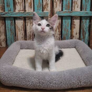 Mallory -  Domestic Short Hair Cat Available for Adoption in San Tan Valley, Arizona - Mallory | PetCurious