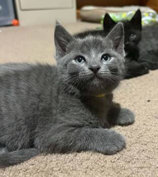 Zoey -  Domestic Short Hair Cat for Adoption in Minneapolis, Minnesota - Zoey | PetCurious