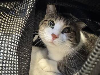 Domestic Short Hair Cats Available for Adoption in San Antonio, Texas - BANANA 2 | PetCurious