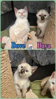 Dove -  Siamese Cat for Adoption in Liberty, New York - Dove | PetCurious