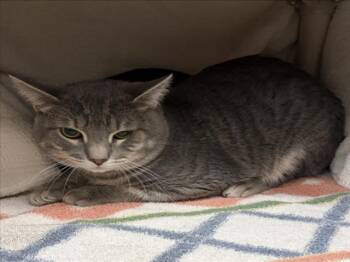CUPCAKE -  Domestic Short Hair Cat for Adoption in Derwood, Maryland - CUPCAKE | PetCurious