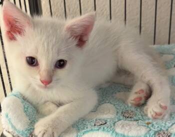 TIPPER -  Domestic Short Hair Cat for Adoption in Elizabethton, Tennessee - TIPPER | PetCurious