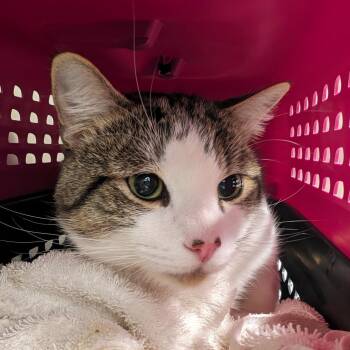 Rescue Domestic Short Hair Cats for Adoption in Chattanooga, Tennessee - Wallis | PetCurious