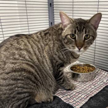 Domestic Short Hair Cats Available for Adoption in Hannibal, Missouri - Dennis The Menace | PetCurious