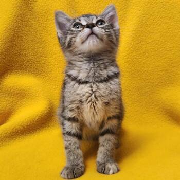Fable -  Domestic Short Hair Cat for Adoption in Brighton, Missouri - Fable | PetCurious