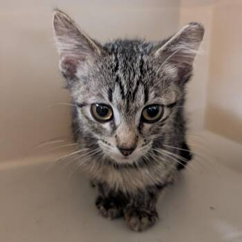 Hilton -  Domestic Short Hair Cat for Adoption in Emporia, Kansas - Hilton | PetCurious