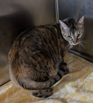 Rescue Domestic Short Hair Cats for Adoption in Leander, Texas - Mochi | PetCurious