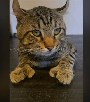 Rocky -  American Curl Cat for Adoption in Los Angeles, California - Rocky | PetCurious