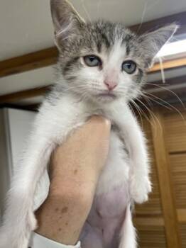 Rescue Domestic Short Hair Cats for Adoption in San Diego, California - Marie | PetCurious