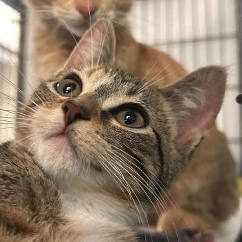The Albon Don -  Domestic Short Hair Cat for Adoption in Davenport, Iowa - The Albon Don | PetCurious