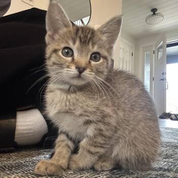 Domestic Short Hair Cats Available for Adoption in Morrison, Colorado - Plum Van Byssum | PetCurious