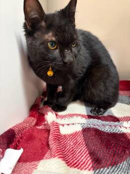 Piper -  Domestic Short Hair Cat for Adoption in Huntington, Indiana - Piper | PetCurious