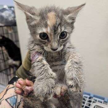 Margo -  American Shorthair Cat for Adoption in Lake Jackson, Texas - Margo | PetCurious