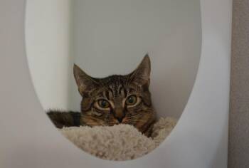 Domestic Short Hair Cats Available for Adoption - Pamphlet And (Ticket) | PetCurious
